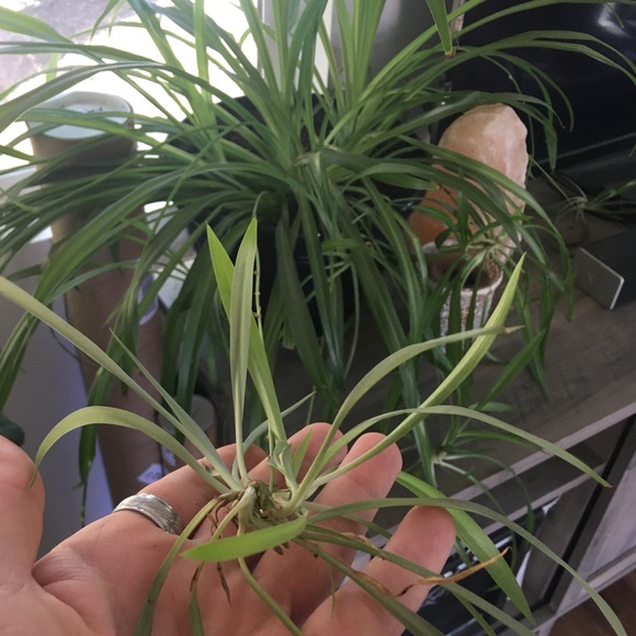 SPIDER PLANT - Picture 2 of 4